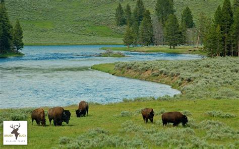 west yellowstone private tours